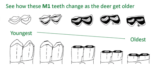 How To Age Deer By Teeth Chart