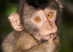 Macaques 298