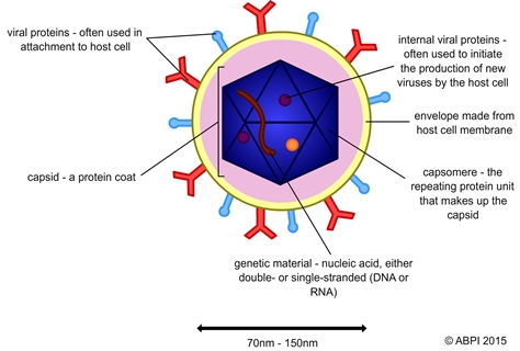 Virus diagram