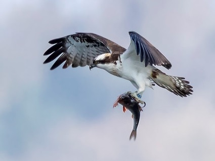 Free resources for schools about satellite tracking of ospreys and more about these birds