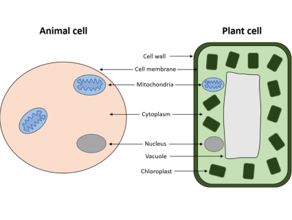 This interactive resource from ABPI is intended for students aged 11 to 14 years, and covers cell structure, organisation, and unicellular organisms: bacteria, yeast and protozoa.