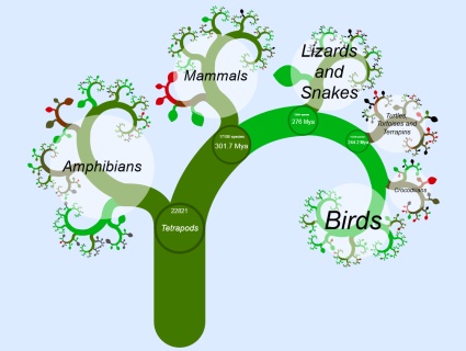 'OneZoom is a new way to visualise the tree of life. Zoom down to species level. Now links to ARKive and other sites.