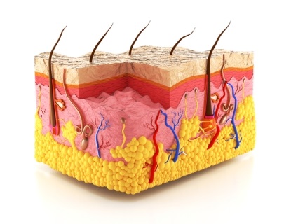 This resource supports students aged 14 to 16 years to understand the structure and functions of the skin including temperature control, disease prevention, diseases and conditions.