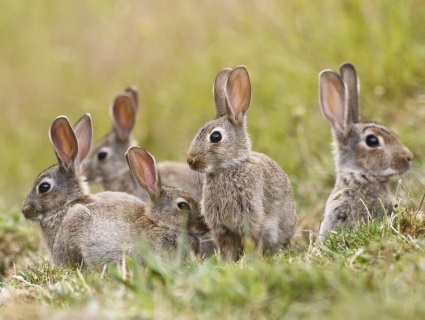 This activity is an experiment in which students aged 14-16 years can change environmental conditions to see how that affects the population of rabbits in an area, or of micro-organisms in a petri-dish.