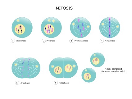 This highly engaging resource fully support cell division processes required by Post-16 biology courses. It is a highly engaging resource covering mitosis, the cell cycle, mutations and cancer. cancer treatment, meiosis and reproduction.