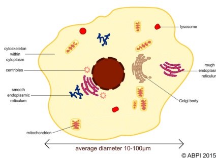 The second in a series of post-16 Biology resources, Cell Biology explores the structure and function of animal cells, from microscopes and measuring to protein synthesis and the effects of medicines. All diagrams and animations can be downloaded for use offline, for example to incorporate into worksheets and step by step demonstrations.