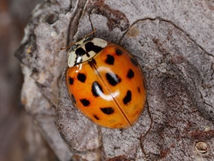 Through the winter you can get involved with a national Harlequin Ladybird Survey - using your mobile phone if you like!