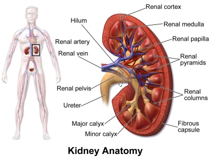 An interactive resource with excellent animated graphic sequences, focusing on the renal system.