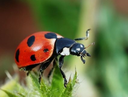 A citizen science project following the distribution of ladybird species in the UK