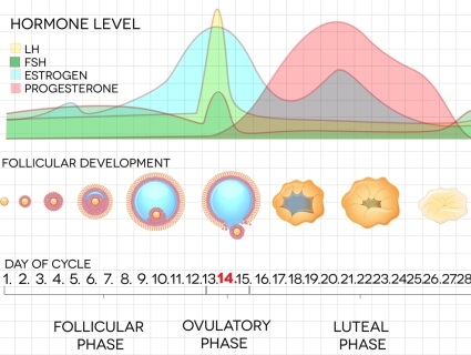 A concise resource for students aged 14 to 19 years covering hormones in the human body with clear animated graphics.