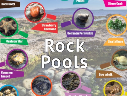 Download this pdf poster about rock pool animal and plants. This version is a pdf file that is 24MB in size and provides a high resolution A1 poster.