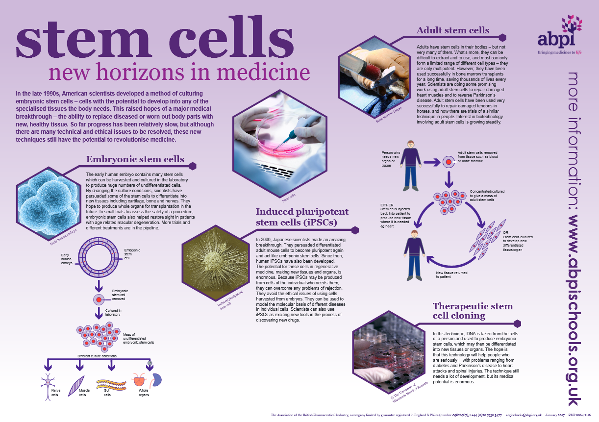 Steam cell bio фото 70