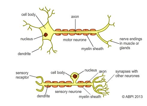 Nervous System - SchoolScience.co.uk