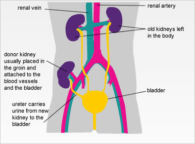 photo of kidney in human body